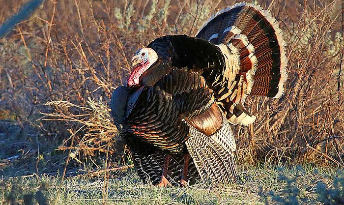 Oregon C2 Cattle Ranch 2020 Youth Turkey Hunt Drawing Now Open