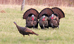 Wisconsin 2020 Spring Turkey Season Begins April 15