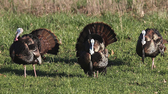 Arkansas 2020 Turkey Season Opens with Youth April 11-12