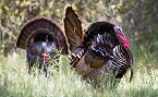 CDFW Offering Drawings for 86 Spring Wild Turkey Hunts on Public, Private Land