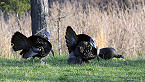 Leftover Arkansas 2019 Turkey Hunt Permits Available Online March 12