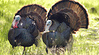 Arizona 2019 Spring Turkey Season Opens
