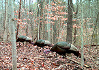 Pennsylvania 2019 Genreal Spring Turkey Opens April 27