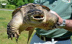 Ohio 2019 Turtle Hunting Season is Open