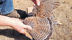 FWP Collecting Upland Game Bird Wings in Southwest Montana