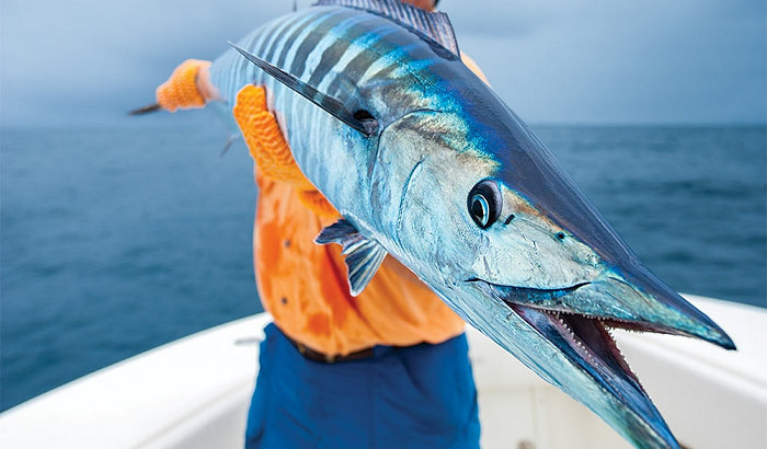 Strategies for Catching More Winter Wahoo
