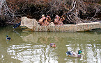 Texas Waterfowl Hunters Reminded to Help Prevent Spread of Giant Salvinia