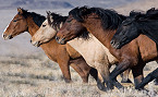 Wild Horses up for Adoption in Southwestern Wyoming