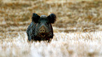 California Accepting Applications for 2020 Joice Island Wild Pig Hunts