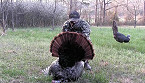 Indiana 2017 Reserved Youth Turkey Hunts April 22 and 23